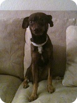 Chihuahua Mix Dog for Sale in NA, Oklahoma - Ace Chihuahua Mix Dog for Sale in NA, Oklahoma - Ace