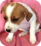 Labrador Retriever Mix Puppy for Sale in Manchester, Connecticut - Ava Labrador Retriever Mix Puppy for Sale in Manchester, Connecticut - Ava