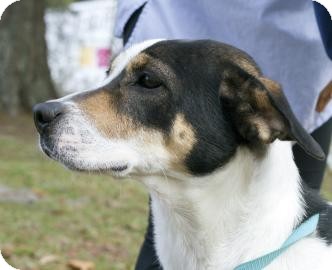 Hound (Unknown Type) Mix Dog for Sale in Gainesville, Florida - Norma Jean Hound (Unknown Type) Mix Dog for Sale in Gainesville, Florida - Norma Jean