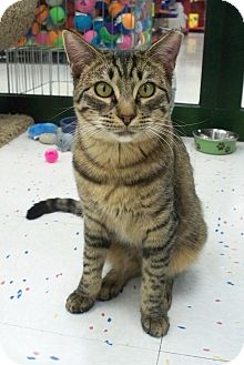 Domestic Shorthair Kitten for Sale in Fountain Hills, Arizona - JAVABEAN Domestic Shorthair Kitten for Sale in Fountain Hills, Arizona - JAVABEAN