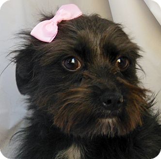 Terrier (Unknown Type, Small) Mix Puppy for Sale in Thousand Oaks, California - Nancy Terrier (Unknown Type, Small) Mix Puppy for Sale in Thousand Oaks, California - Nancy