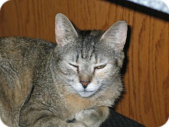 Domestic Shorthair Cat for Sale in West Dundee, Illinois - Pixel Domestic Shorthair Cat for Sale in West Dundee, Illinois - Pixel