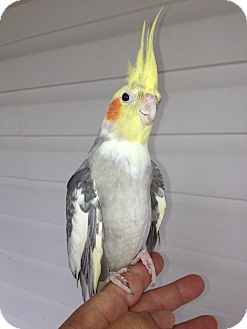 Cockatiel for Sale in Punta Gorda, Florida - Cheeks Cockatiel for Sale in Punta Gorda, Florida - Cheeks