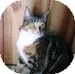 Domestic Shorthair Kitten for Sale in Vancouver, British Columbia - Foxy Domestic Shorthair Kitten for Sale in Vancouver, British Columbia - Foxy