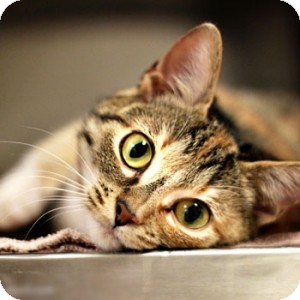 Domestic Shorthair Kitten for Sale in Athens, Georgia - Dixie Domestic Shorthair Kitten for Sale in Athens, Georgia - Dixie