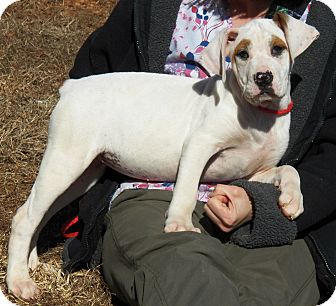 Boxer/Labrador Retriever Mix Puppy for Sale in Sussex, New Jersey - Dawn Boxer/Labrador Retriever Mix Puppy for Sale in Sussex, New Jersey - Dawn
