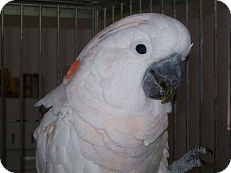 Cockatoo for Sale in Punta Gorda, Florida - Rocky Cockatoo for Sale in Punta Gorda, Florida - Rocky