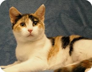 Domestic Shorthair Cat for Sale in Sacramento, California - Princess Domestic Shorthair Cat for Sale in Sacramento, California - Princess