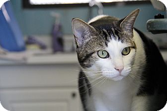 Domestic Shorthair Cat for Sale in Forked River, New Jersey - Spoon Domestic Shorthair Cat for Sale in Forked River, New Jersey - Spoon