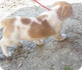 Corgi Mix Puppy for Sale in manasquam, New Jersey - Corky Corgi Mix Puppy for Sale in manasquam, New Jersey - Corky