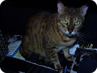 Bengal Cat for Sale in Lantana, Florida - Nutmeg Bengal Cat for Sale in Lantana, Florida - Nutmeg