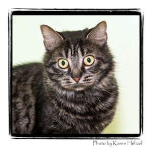 Domestic Shorthair Cat for Sale in Warren, Pennsylvania - Olive Domestic Shorthair Cat for Sale in Warren, Pennsylvania - Olive