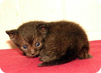 Domestic Shorthair Kitten for Sale in Florence, Kentucky - Jock Domestic Shorthair Kitten for Sale in Florence, Kentucky - Jock