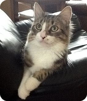 Maine Coon Cat for Sale in Troy, Michigan - Peter Piper Maine Coon Cat for Sale in Troy, Michigan - Peter Piper