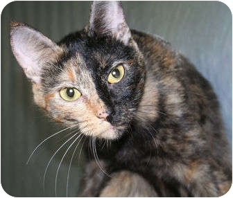 Domestic Shorthair Cat for Sale in Edmonton, Alberta - Cleopatra Domestic Shorthair Cat for Sale in Edmonton, Alberta - Cleopatra
