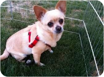 Chihuahua Mix Dog for Sale in Mesa, Arizona - Bullet Chihuahua Mix Dog for Sale in Mesa, Arizona - Bullet