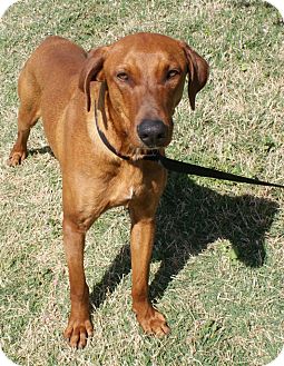 Redbone Coonhound Mix Dog for Sale in Yuba City, California - 03/14 Duke Redbone Coonhound Mix Dog for Sale in Yuba City, California - 03/14 Duke