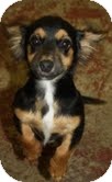 Dachshund/Chihuahua Mix Dog for Sale in Marietta, Georgia - Sydney Dachshund/Chihuahua Mix Dog for Sale in Marietta, Georgia - Sydney