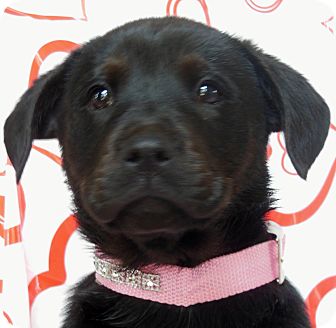 Labrador Retriever Mix Puppy for Sale in Thousand Oaks, California - Scarlette Labrador Retriever Mix Puppy for Sale in Thousand Oaks, California - Scarlette