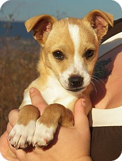 Beagle/Chihuahua Mix Puppy for Sale in Sussex, New Jersey - Diva Beagle/Chihuahua Mix Puppy for Sale in Sussex, New Jersey - Diva