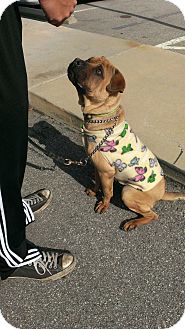 Shar Pei/Boxer Mix Dog for Sale in Mira Loma, California - Benny Shar Pei/Boxer Mix Dog for Sale in Mira Loma, California - Benny