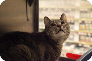 Domestic Shorthair Cat for Sale in Gilbert, Arizona - Gabby Domestic Shorthair Cat for Sale in Gilbert, Arizona - Gabby