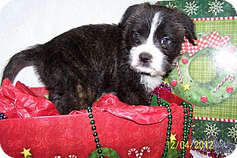 Giant Schnauzer Mix Puppy for Sale in Sherman, Connecticut - Martin Betty's Dog Giant Schnauzer Mix Puppy for Sale in Sherman, Connecticut - Martin Betty's Dog