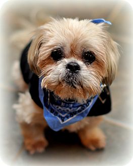 Shih Tzu/Lhasa Apso Mix Dog for Sale in Sparta, New Jersey - Butch Shih Tzu/Lhasa Apso Mix Dog for Sale in Sparta, New Jersey - Butch