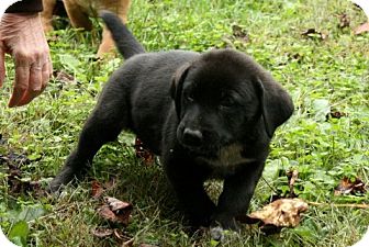 Retriever (Unknown Type) Mix Puppy for Sale in Danbury, Connecticut - Ferrell Retriever (Unknown Type) Mix Puppy for Sale in Danbury, Connecticut - Ferrell