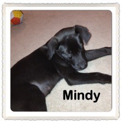 Australian Shepherd/Labrador Retriever Mix Puppy for Sale in Marlton, New Jersey - Baby Mindy Australian Shepherd/Labrador Retriever Mix Puppy for Sale in Marlton, New Jersey - Baby Mindy