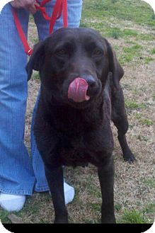 Labrador Retriever Dog for Sale in Chattanooga, Tennessee - Kona Labrador Retriever Dog for Sale in Chattanooga, Tennessee - Kona