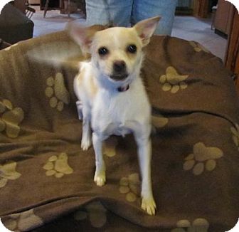 Chihuahua Mix Dog for Sale in Oakland, Arkansas - Fernanda Chihuahua Mix Dog for Sale in Oakland, Arkansas - Fernanda