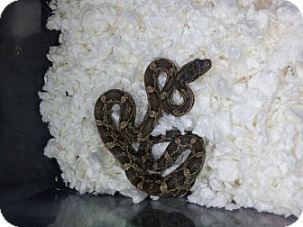 Snake for Sale in Burlseon, Texas - Cuervo Snake for Sale in Burlseon, Texas - Cuervo