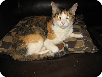 Calico Cat for Sale in Scottsdale, Arizona - Elle- courtesy post Calico Cat for Sale in Scottsdale, Arizona - Elle- courtesy post