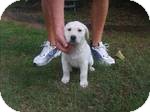 Labrador Retriever/Hound (Unknown Type) Mix Puppy for Sale in Manchester, Connecticut - Snuggles ADOPTION PENDING Labrador Retriever/Hound (Unknown Type) Mix Puppy for Sale in Manchester, Connecticut - Snuggles ADOPTION PENDING