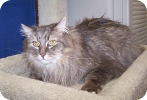 Maine Coon Cat for Sale in Colorado Springs, Colorado - K-Price13-Lainey Maine Coon Cat for Sale in Colorado Springs, Colorado - K-Price13-Lainey