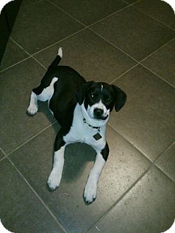 Labrador Retriever Mix Puppy for Sale in Childress, Texas - Roxie Labrador Retriever Mix Puppy for Sale in Childress, Texas - Roxie