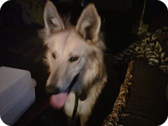 Australian Shepherd/Shepherd (Unknown Type) Mix Dog for Sale in Hagerstown, Maryland - Nala Australian Shepherd/Shepherd (Unknown Type) Mix Dog for Sale in Hagerstown, Maryland - Nala
