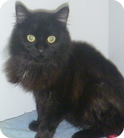 Domestic Longhair Cat for Sale in Hamburg, New York - Wesley Domestic Longhair Cat for Sale in Hamburg, New York - Wesley