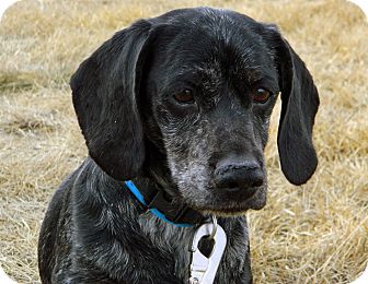 Dachshund/Cocker Spaniel Mix Dog for Sale in Cheyenne, Wyoming - Buddy Dachshund/Cocker Spaniel Mix Dog for Sale in Cheyenne, Wyoming - Buddy