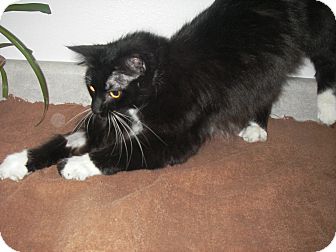 Domestic Longhair Cat for Sale in Chippewa Falls, Wisconsin - Zoe Domestic Longhair Cat for Sale in Chippewa Falls, Wisconsin - Zoe