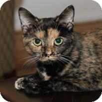 Domestic Shorthair Cat for Sale in Albany, New York - Pasha Domestic Shorthair Cat for Sale in Albany, New York - Pasha