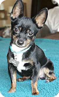 Chihuahua Dog for Sale in Temecula, California - Tyco 4 1/2 lbs Chihuahua Dog for Sale in Temecula, California - Tyco 4 1/2 lbs