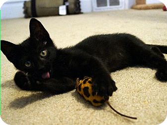 Domestic Shorthair Kitten for Sale in St. Louis, Missouri - Indra Domestic Shorthair Kitten for Sale in St. Louis, Missouri - Indra