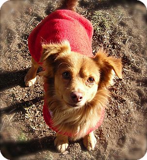 Chihuahua Mix Dog for Sale in El Cajon, California - Murphy Chihuahua Mix Dog for Sale in El Cajon, California - Murphy