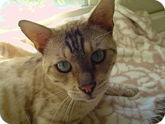 Bengal Cat for Sale in Vacaville, California - Ozymandias Bengal Cat for Sale in Vacaville, California - Ozymandias