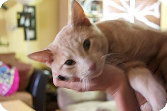Domestic Shorthair Cat for Sale in Douglas, Ontario - Colby Domestic Shorthair Cat for Sale in Douglas, Ontario - Colby