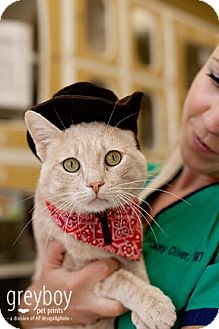 Domestic Shorthair Cat for Sale in Mission Viejo, California - Stanley Domestic Shorthair Cat for Sale in Mission Viejo, California - Stanley