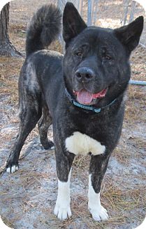 Akita Mix Dog for Sale in Forked River, New Jersey - Teddy Bear Akita Mix Dog for Sale in Forked River, New Jersey - Teddy Bear