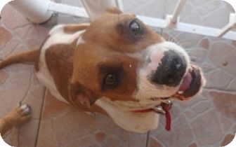 Beagle/Harrier Mix Dog for Sale in San Diego, California - Tona Beagle/Harrier Mix Dog for Sale in San Diego, California - Tona